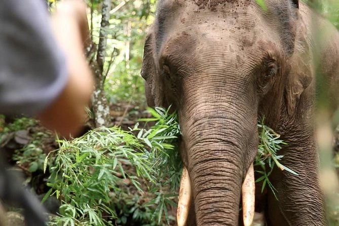 2-Day Kindred Spirit Elephant Sanctuary in Chiang Mai - Key Things That Make This Tour Worth Your Time