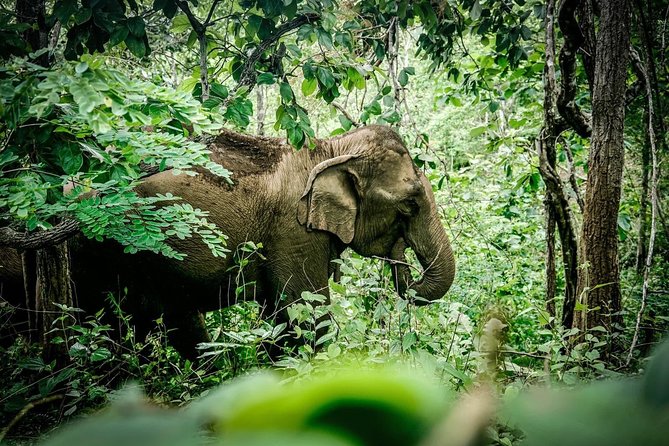 2-Day Kindred Spirit Elephant Sanctuary in Chiang Mai - Your Homestay Night: Basic Comfort and Real Community Time