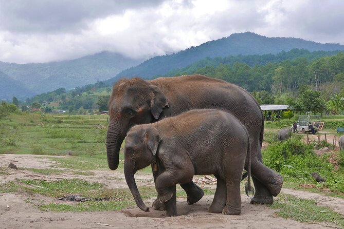 3-in-1: Doi Inthanon Tour, Elephant Sanctuary, and Trekking Trail - Food on the move: Thai lunch, bottled water, and how to eat smart