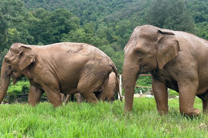 4 in 1 Elephants Long Neck Rafting and Sticky Waterfall Tour - A 10-hour Mae Taeng day built to keep you moving