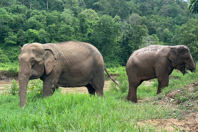 4 in 1 Elephants Long Neck Rafting and Sticky Waterfall Tour - Ethical elephant sanctuary: feed, walk, observe, repeat