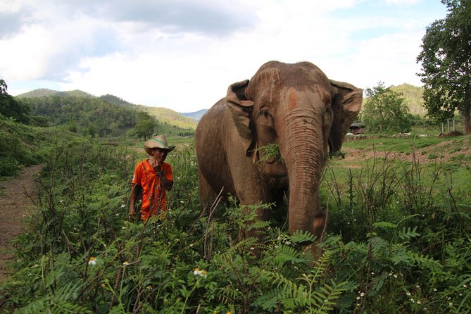A stunning 11 Day Tuk Tuk Adventure in Northern Thailand - with driver - Day 2 near Mae Sapok: elephants and a more careful encounter
