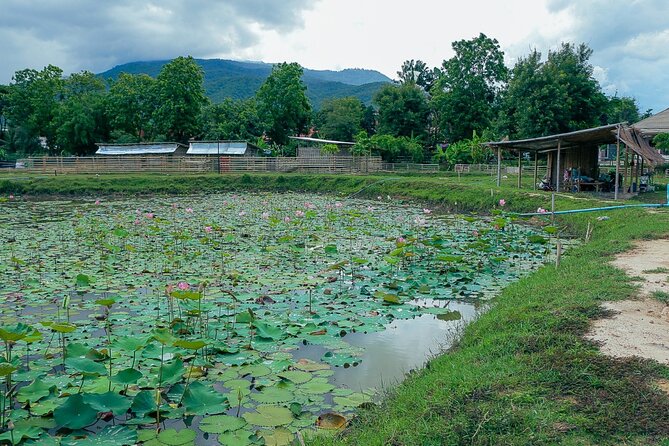 Aroidee’s Farm-Fresh Thai Cooking Experience - Price and value: where $41.95 makes sense in real life
