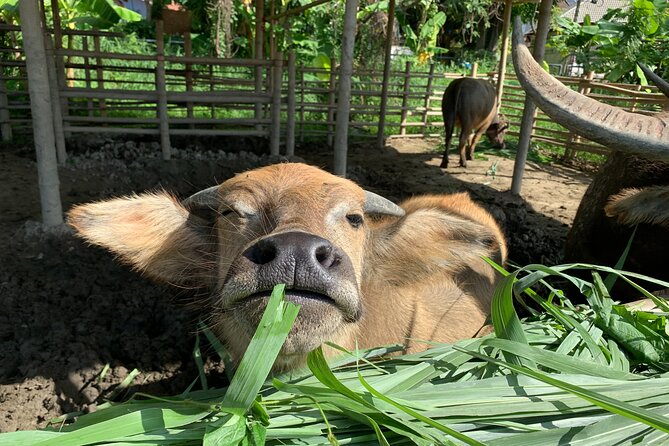 Aroidee’s Farm-Fresh Thai Cooking Experience - Animal visits and why this is more than cute downtime