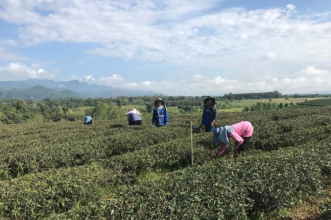 Best 2-Day: Explore Chiang Rai Landmarks from Chiang Mai, Private Trip - Where elephant encounters might show up, and how to judge them