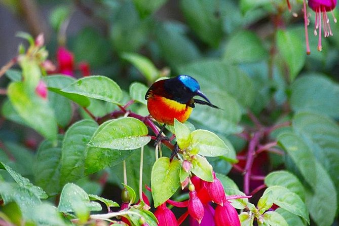Bird Watching Doi Inthanon - Key highlights at a glance