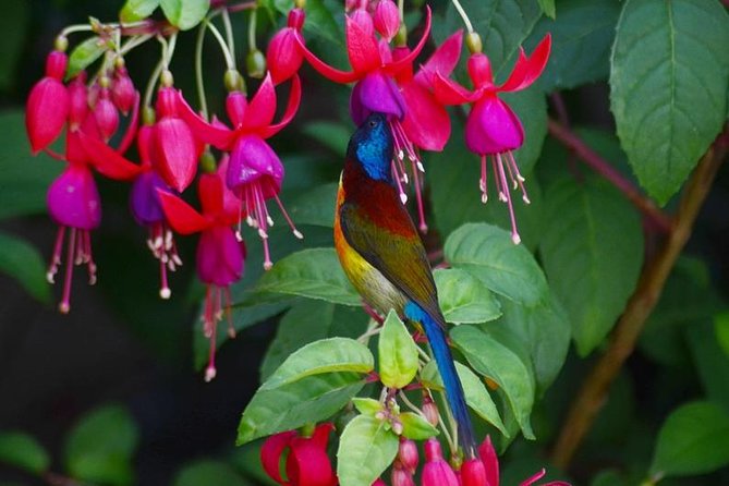 Bird Watching Doi Inthanon - Doi Inthanon birding that starts early for a reason