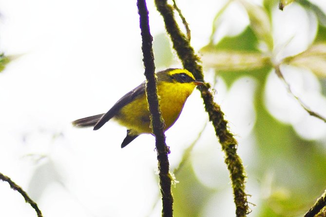 Bird Watching Doi Inthanon - The birds you can realistically expect