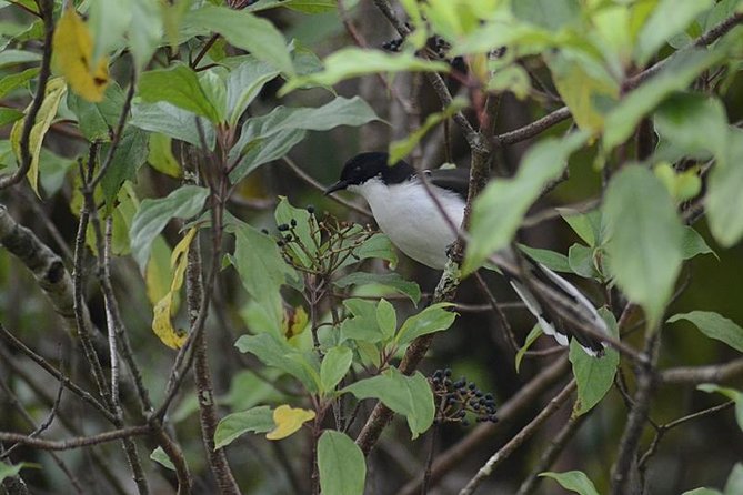 Bird Watching Doi Inthanon - When a Karen village stop and waterfall interest show up