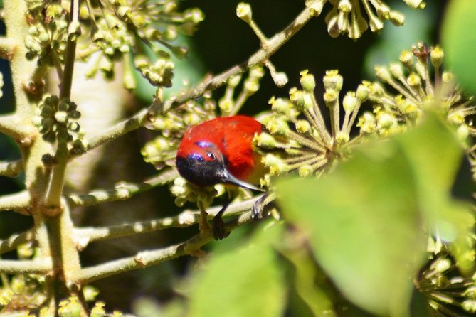 Bird Watching Doi Inthanon - Noon lunch stop: reset your energy and warm up
