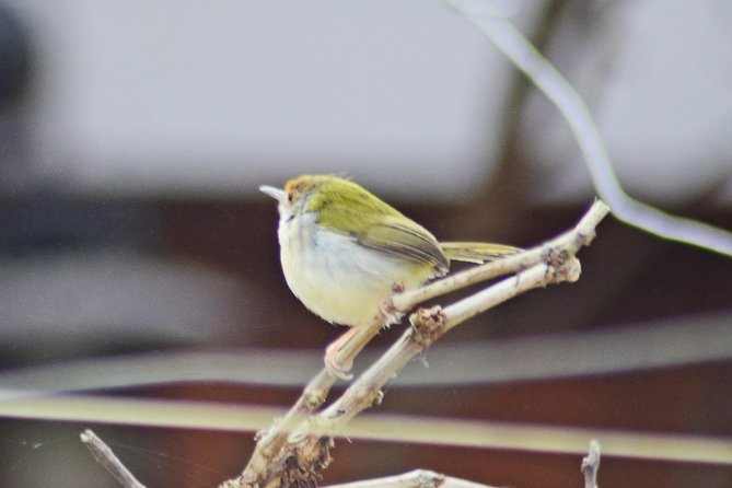 Bird Watching Doi Inthanon - Back to your hotel by mid-afternoon