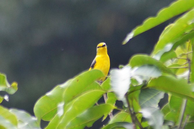 Bird Watching Doi Inthanon - Price and logistics: is $159 worth it?