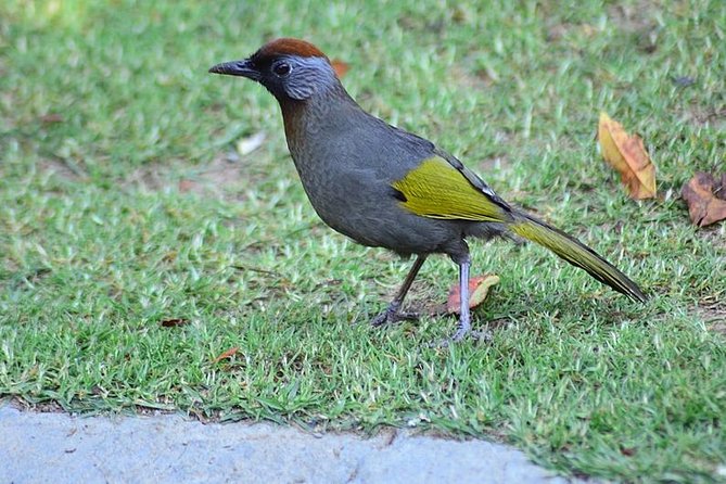 Bird Watching Doi Inthanon - The 1-hour breakfast stop near the park