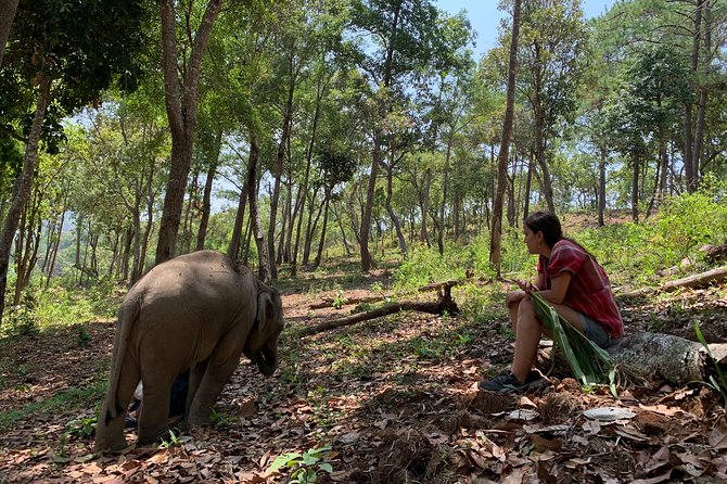 Care Pride Elephants: Full-Day Tour Experience - Key highlights to know before you go