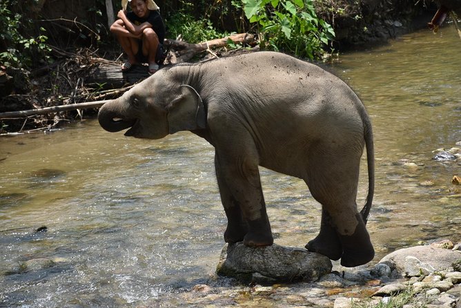 Care Pride Elephants: Full-Day Tour Experience - Elephant Pride Sanctuary in Inthanon: why this tour feels different