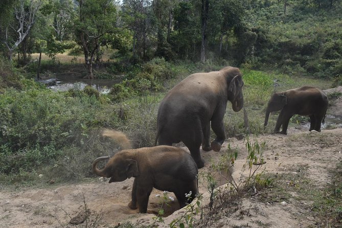 Care Pride Elephants: Full-Day Tour Experience - Arrival at the sanctuary: jungle education before the fun
