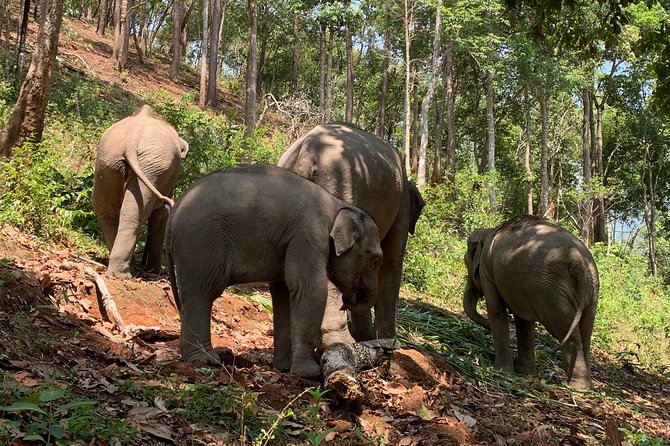 Care Pride Elephants: Full-Day Tour Experience - Feeding time and meeting the elephant personalities up close
