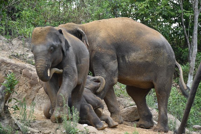 Care Pride Elephants: Full-Day Tour Experience - Walking with elephants: exercise, observation, and how to behave
