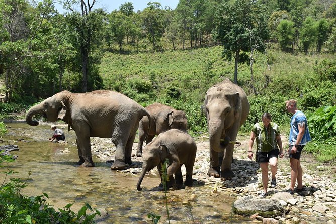 Care Pride Elephants: Full-Day Tour Experience - Mud bath participation: the most memorable part, and yes, you will get dirty
