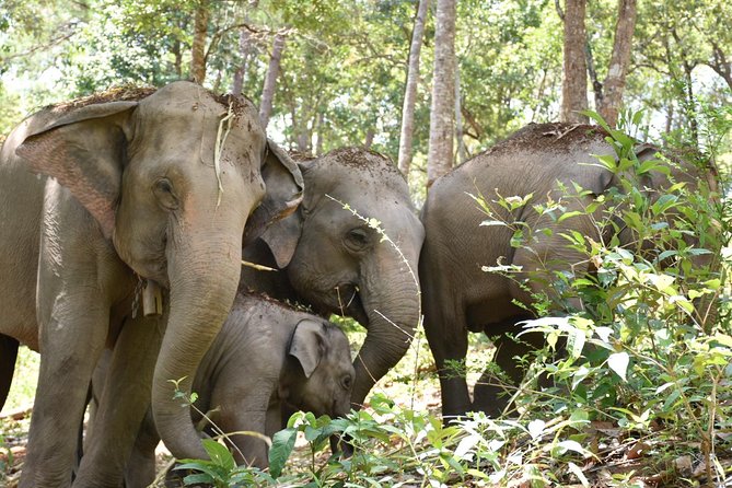 Care Pride Elephants: Full-Day Tour Experience - River rinse and changing up after the wet work