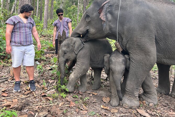 Chiang Mai 1 Day: Elephant Sanctuary, Waterfall & Bamboo Rafting - Morning pickup and the 1.5 hour ride to Doi Inthanon