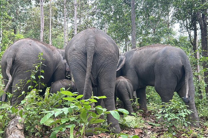 Chiang Mai 1 Day: Elephant Sanctuary, Waterfall & Bamboo Rafting - Entering the Doi Inthanon Elephant Sanctuary: feeding, walking, bathing
