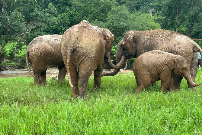 Chiang Mai 3 in 1 Zipline, Elephants and Sticky Waterfall - Buatong Sticky Waterfall: the climbable limestone effect