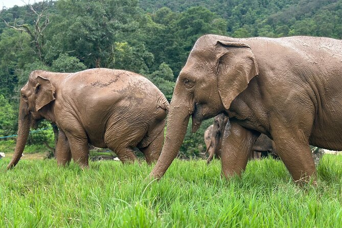 Chiang Mai 3 in 1 Zipline, Elephants and Sticky Waterfall - What to bring, so you do not lose time to discomfort
