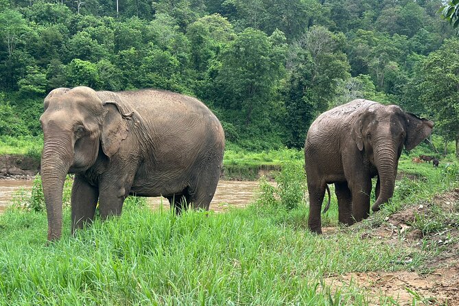 Chiang Mai 3 in 1 Zipline, Elephants and Sticky Waterfall - Price and value: what you get for about $120