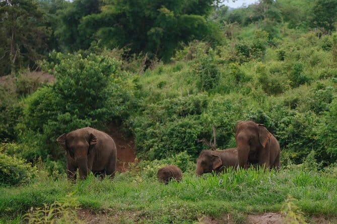 Chiang Mai 4 in 1 : 2 days - 1 Nights. Elephants Camp + Adventure - Day 1 at the Temple: Waterfall Views, Dinner, and Getting Oriented