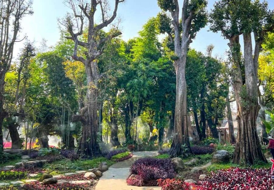 Chiang Mai: Angel Waterfall & Sticky Waterfall & Wat Ban Den - Bua Thong Sticky Waterfalls: Climb the Grippy Rocks Like Spider-Man