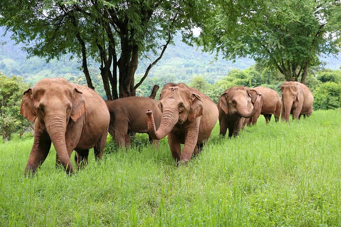 Chiang Mai ATV White Water Rafting and Elephant Sanctuary Full-Day Trip - Pickup, timing, and why the day feels longer than it sounds