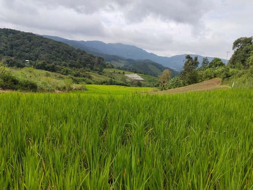 Chiang Mai Authentic Trekking - Meet Your Guides: Pan, an English Guide, and a Small Team