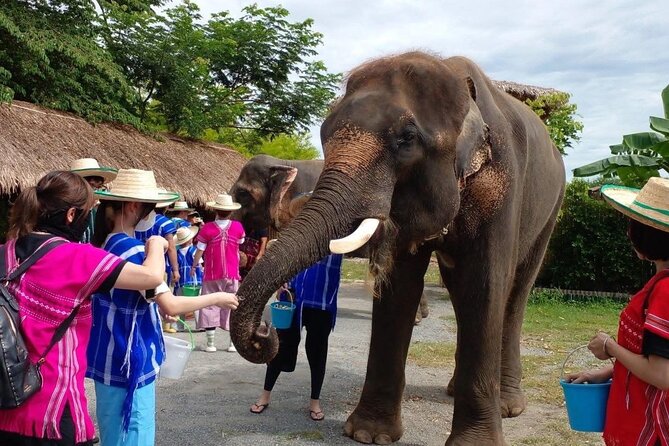 Chiang Mai Chapulin Elephant Care and Sticky Waterfall - Key highlights you should know before you go