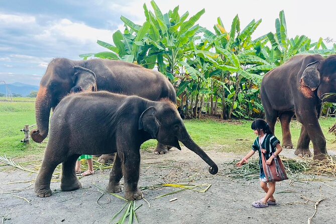 Chiang Mai Chapulin Elephant Care and Sticky Waterfall - Feeding, jungle walking, and the water play that makes the day special