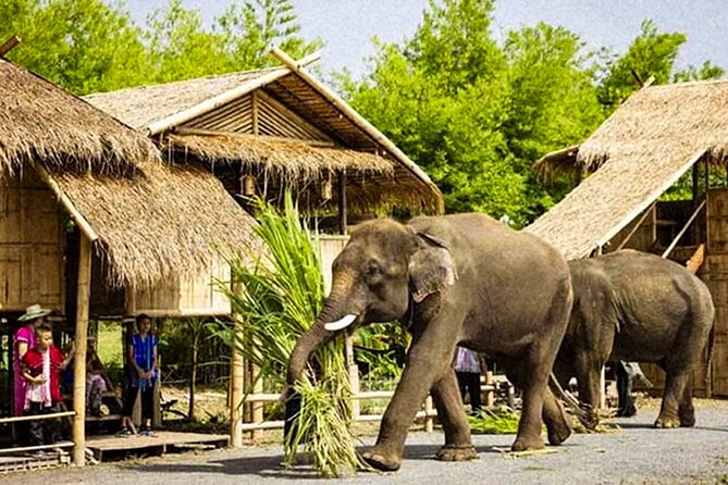 Chiang Mai Chapulin Elephant Care and Sticky Waterfall - Adding the Sticky Waterfall: Bua Tong for extra nature time
