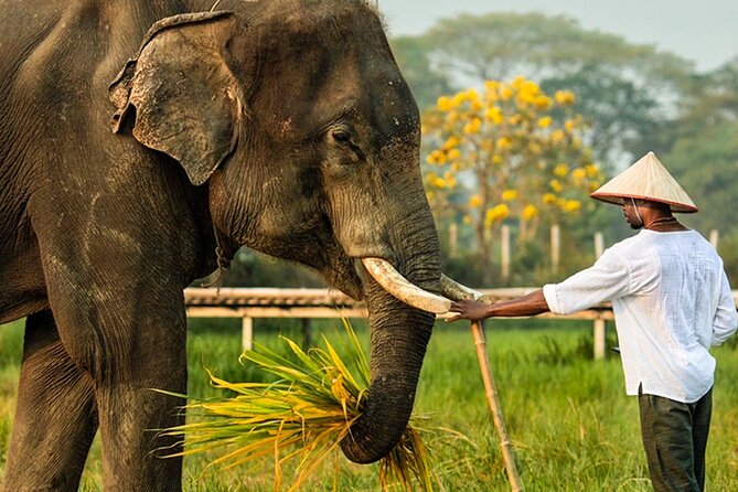 Chiang Mai Chapulin Elephant Care and Sticky Waterfall - Who this tour suits best, and who should think twice