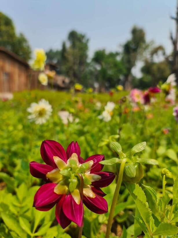 Chiang Mai: Dantewada Land of Angels & Sticky Waterfall Tour - The Seven-Colored Fountain hike: birdsong, rules, and a sacred stop