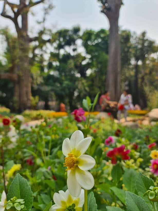 Chiang Mai: Dantewada Land of Angels & Sticky Waterfall Tour - Should you book KiKi CM Tour to Dantewada and Bua Thong?