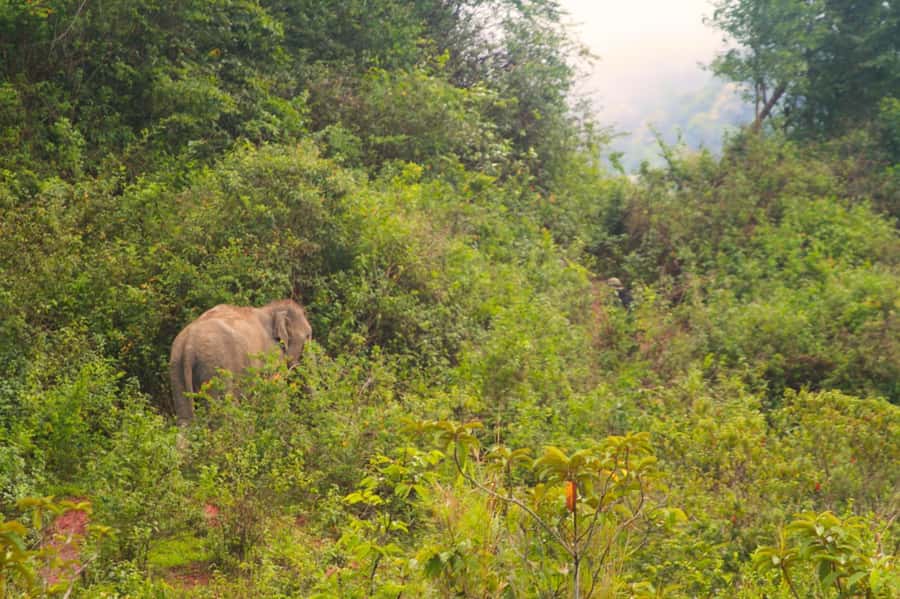 Chiang Mai: Day for Elephant Observation Only Half-day Trip - Key highlights you should care about