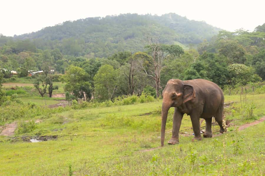 Chiang Mai: Day for Elephant Observation Only Half-day Trip - Who should book this, and who should pass