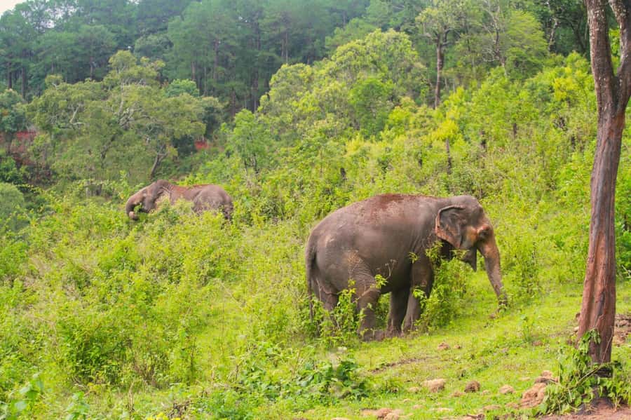 Chiang Mai: Day for Elephant Observation Only Half-day Trip - Elephants, minus the circus tricks: Big Boy’s no-control policy
