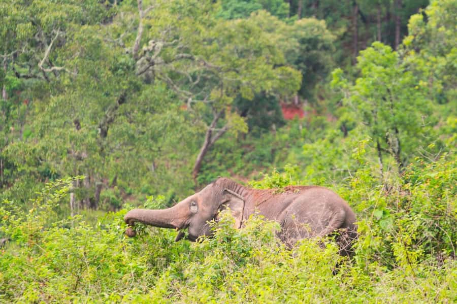 Chiang Mai: Day for Elephant Observation Only Half-day Trip - Feeding time: elephant food prep, vitamin workshop, and habitat care