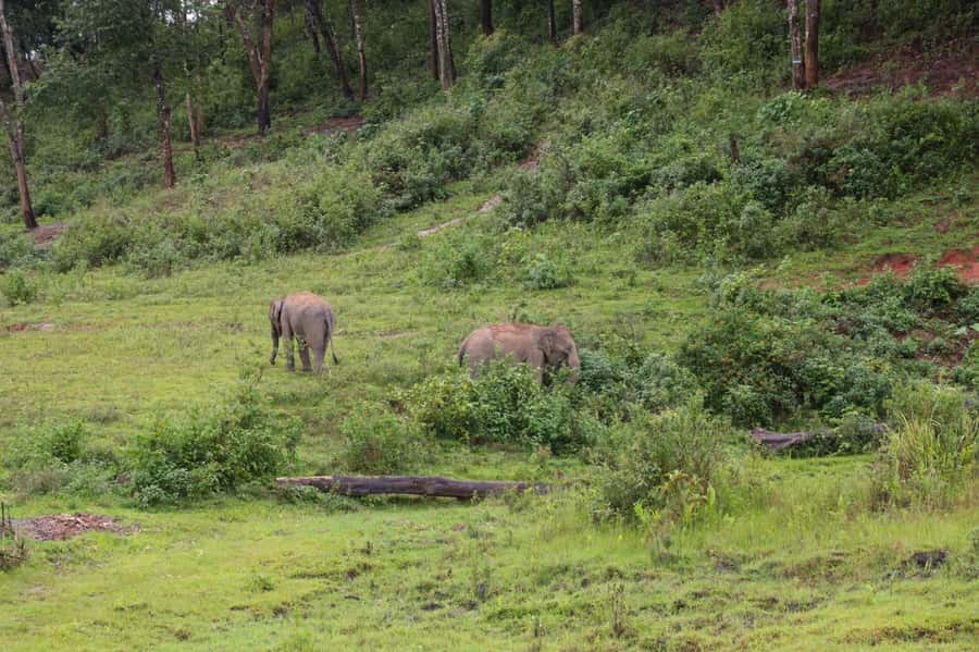 Chiang Mai: Day for Elephant Observation Only Half-day Trip - What the guides explain, especially about elephant care
