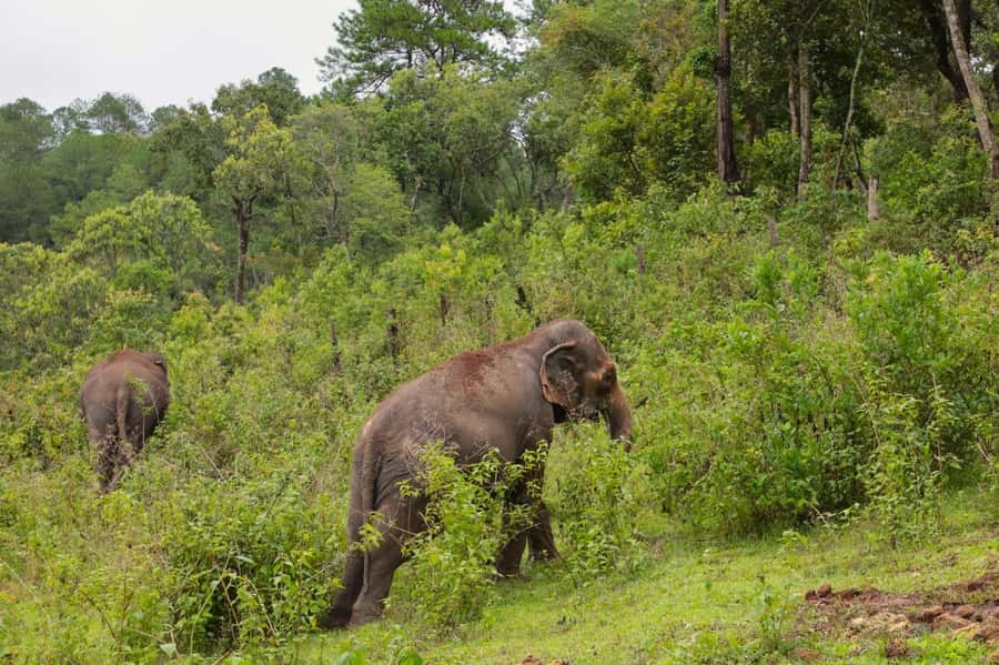 Chiang Mai: Day for Elephant Observation Only Half-day Trip - Practical packing list: shoes, water, repellent, and photo rules