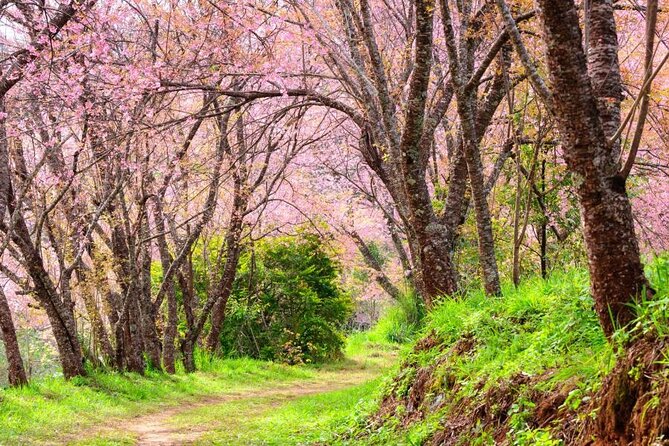 Chiang Mai - Doi Inthanon Full day Tour - Doi Inthanon’s Highest Point Area: Cool Air, Cloud Chance, and Pay-for-Entry