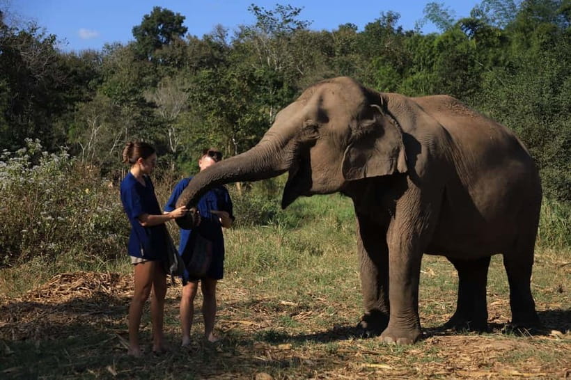 Chiang Mai: Doi Inthanon Hiking & Elephant Sanctuary Program - Lunch That Keeps You Moving: Authentic Pad Thai