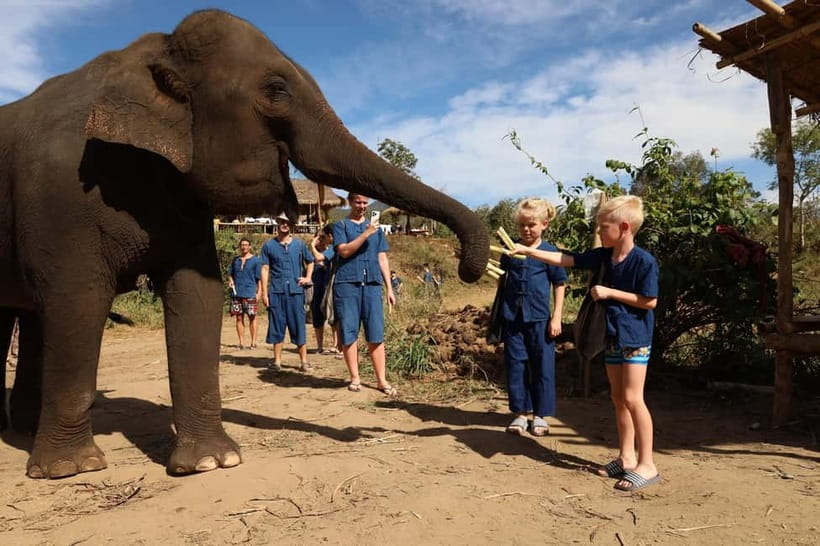 Chiang Mai: Doi Inthanon Hiking & Elephant Sanctuary Program - Elephant Time: Feeding, Mud Baths, and Watching Them Choose