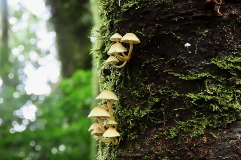 Chiang Mai: Doi Inthanon National Park and Kew Mae Pan Tour - Wachirathan Waterfall Finale: Cool Mist and Jungle Power