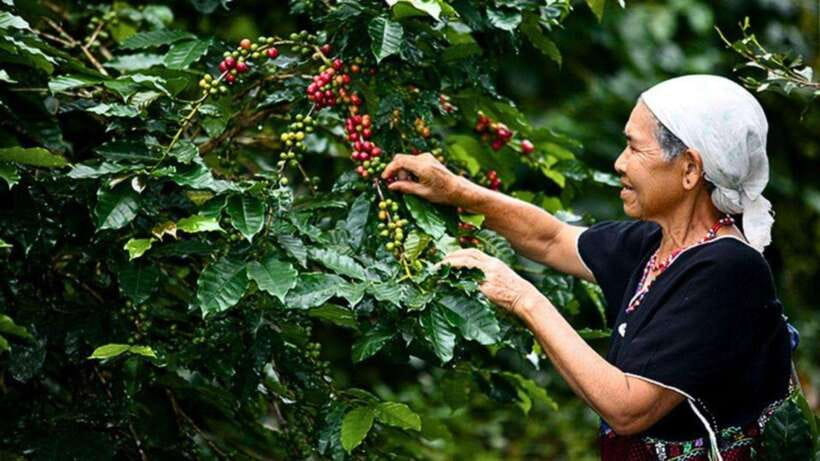 Chiang Mai: Doi Inthanon National Park Sightseeing Only - Doi Inthanon in One Day, Without the Chaos